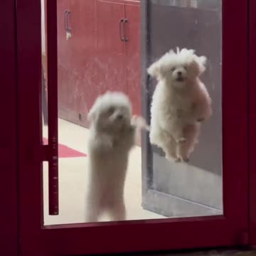 Heartwarming Moments While Walking the Dog