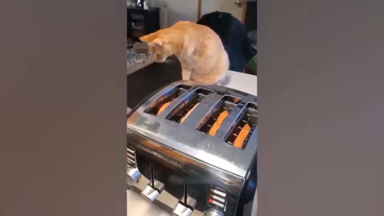 Funny Animal Videos 2025 - Funny cats/dogs - Funny animals - Part 10
