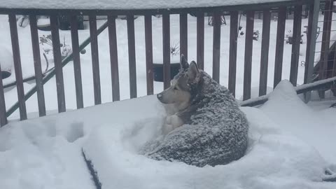 Siberian Husky Enjoys Laying Out In Snow