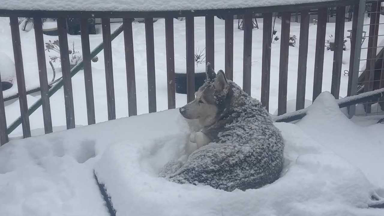 Siberian Husky Enjoys Laying Out In Snow