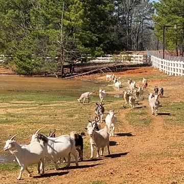 Great Goat Invasion