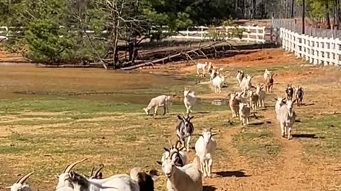 Great Goat Invasion