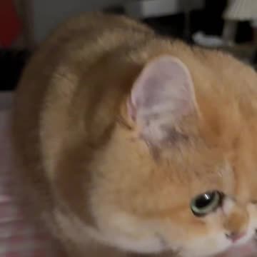 Adorable Kitty's Funniest Moments! 😻🐾 | Must Watch Cute Cat Video