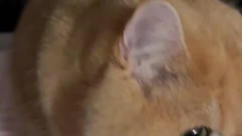 Adorable Kitty's Funniest Moments! 😻🐾 | Must Watch Cute Cat Video