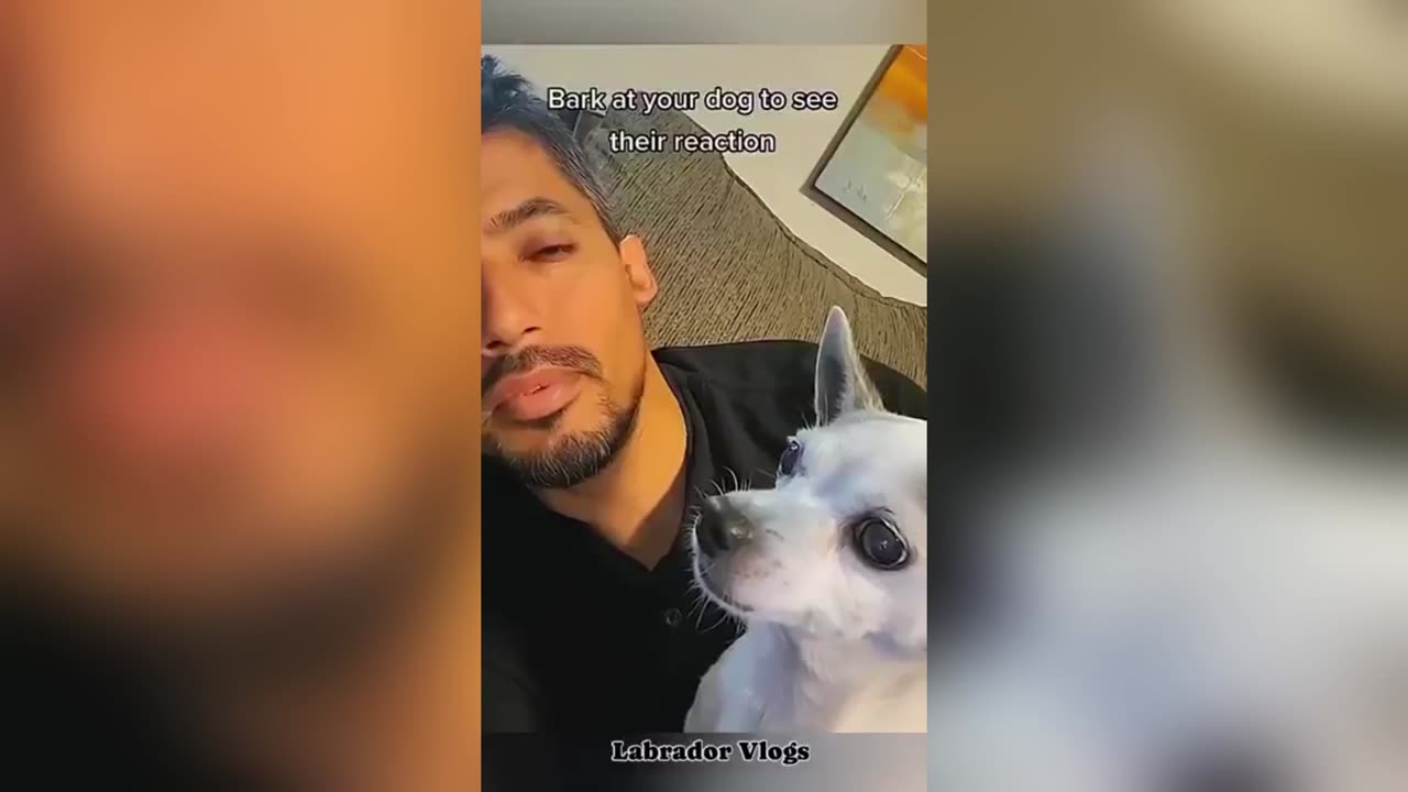 Bark at your dogs to see their reaction - COMPILATION!!!!!!!!!!!!!!