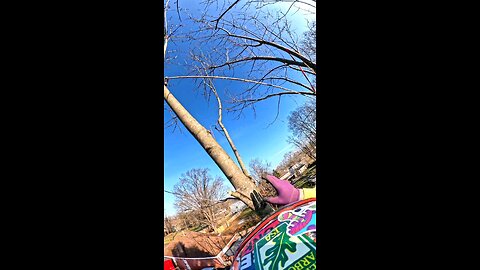 Tree Removal in a Tight Spot