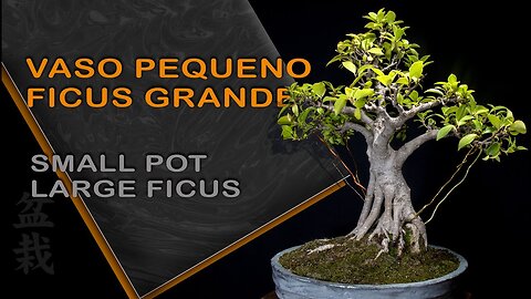 Vaso Pequeno Ficus Grande: Bonsai SP