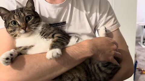 Tabby cat likes to squeak when it is squished