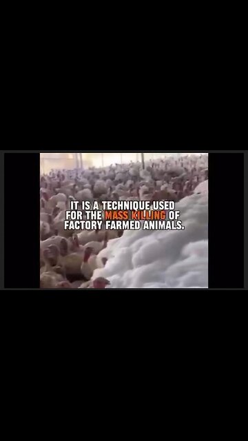 MASS MURDER of Poultry Justified w/ FAKE PCR Test!! [Chickens being poisoned through feed?]