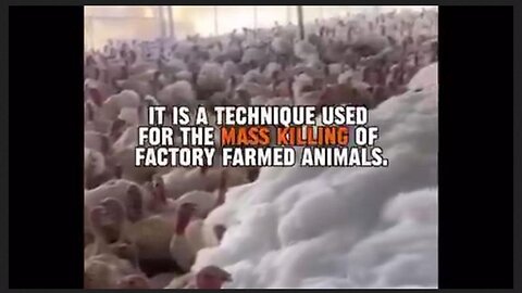 MASS MURDER of Poultry Justified w/ FAKE PCR Test!! [Chickens being poisoned through feed?]