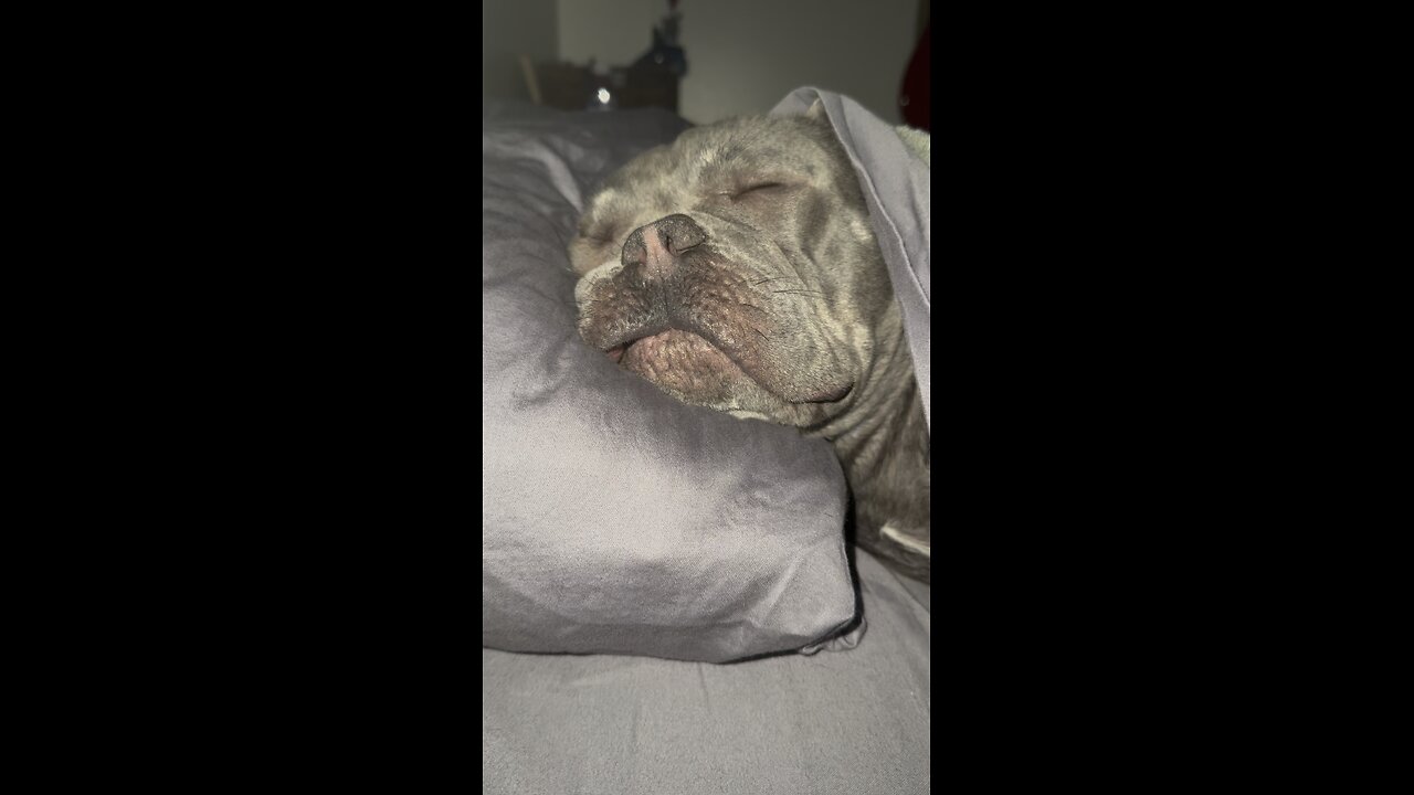 WatchWilbur sleep
