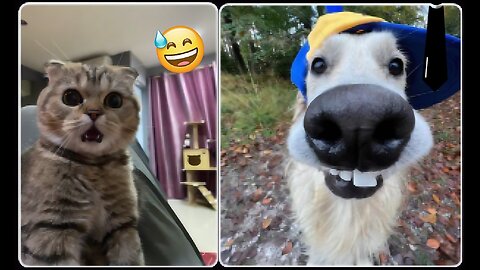Funny Cat and Dog Videos 😂 - Cutest Animals Antics 😇