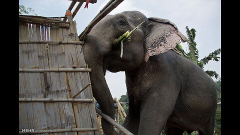 elephant Attack House