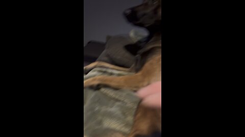 Belgian Malinois Daisy