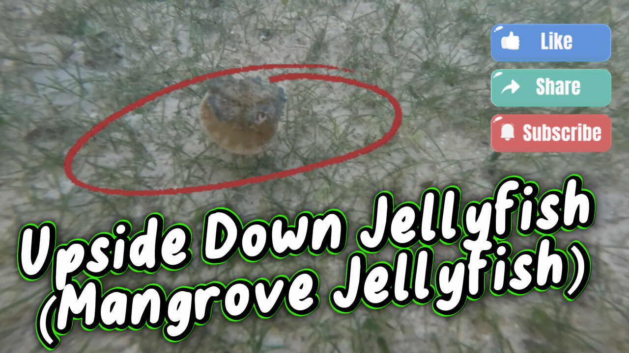 Snorkeling Adventure: Discovering an Upside-Down Jellyfish