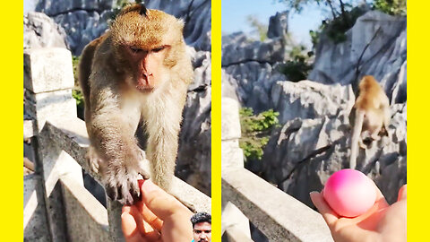 monkey talk