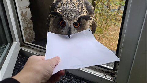 The owl brought a letter. But this is not the letter I was expecting.