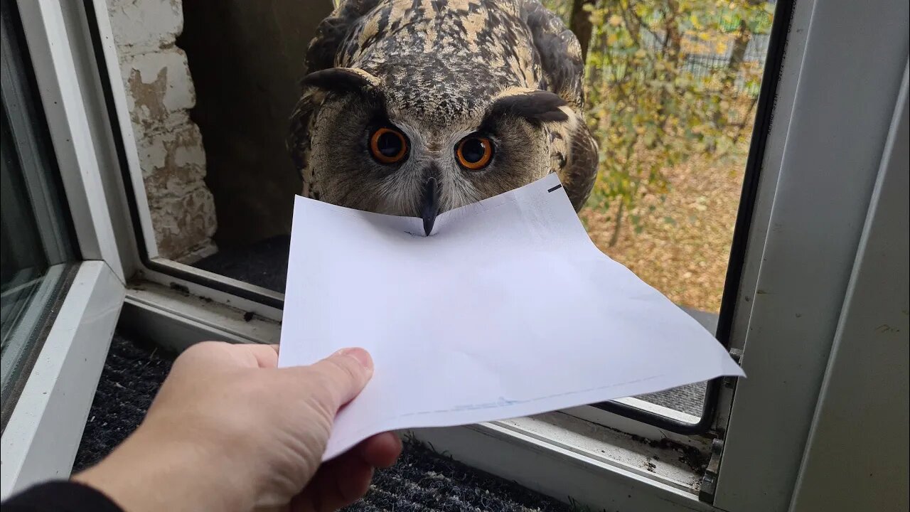 The owl brought a letter. But this is not the letter I was expecting.