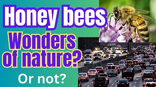 Bees mimic humans... or do we mimic them?