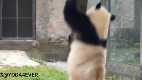 Goofy Panda