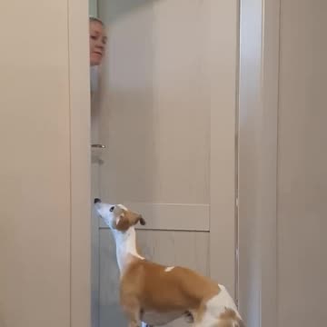 Best_funny_video_funny_dogs_#shorts(720p).mp4