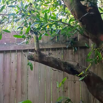 29.12.2024 Sounds of Kuranda