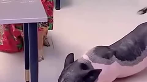 "Funny Dogs vs Funny Pigs: Hilarity Ensues in Epic Animal Showdown!"