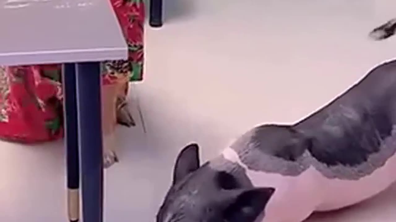 "Funny Dogs vs Funny Pigs: Hilarity Ensues in Epic Animal Showdown!"