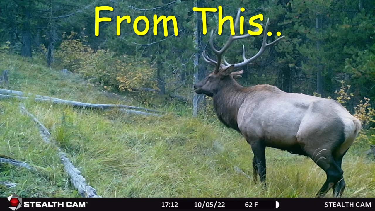 #30. Mark Wisdom Trail Camera Videos - From This...Too This !!