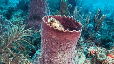 Pufferfish Turns Barrel Sponge Into Castle