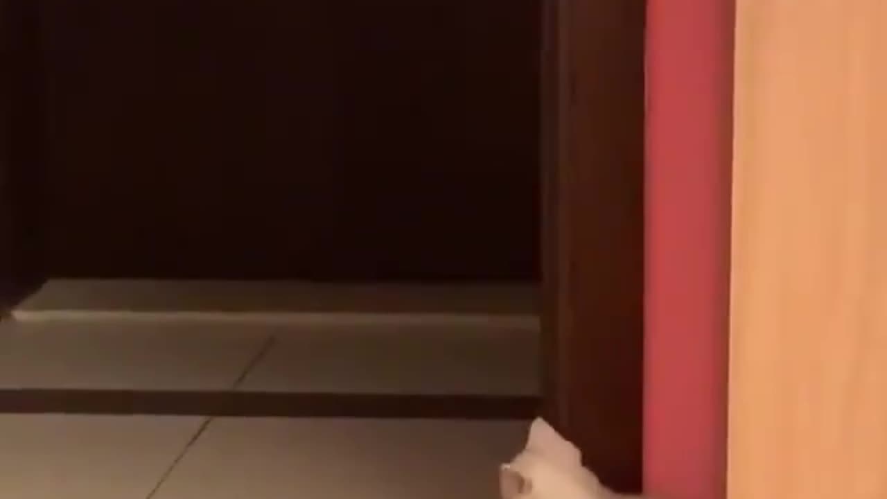 Kitten doing pranks