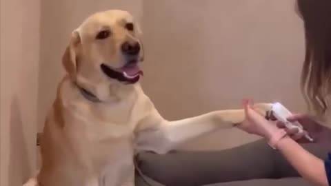 Funny Dog