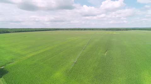 Family farm | Arable farming | Maize and potatoes