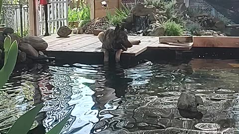 DOG EXPLORING THE KOI POND