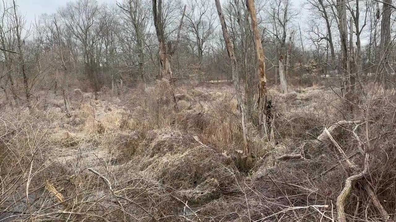 Rigging Beaver Traps