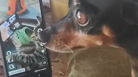 MILU NA GRINGA