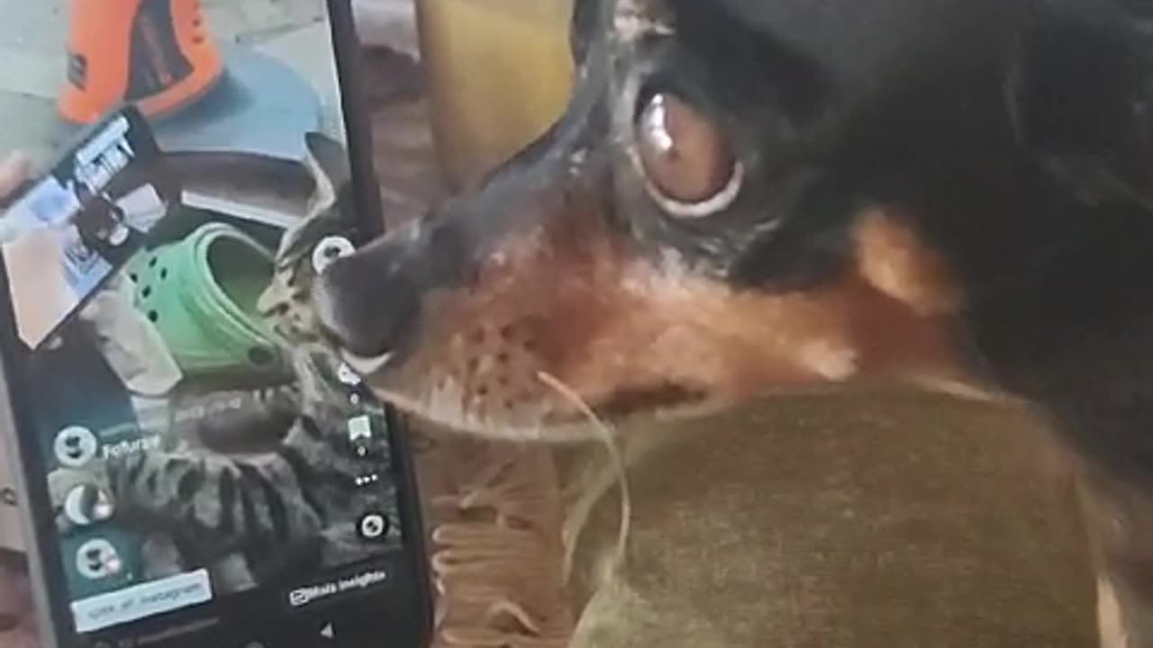 MILU NA GRINGA