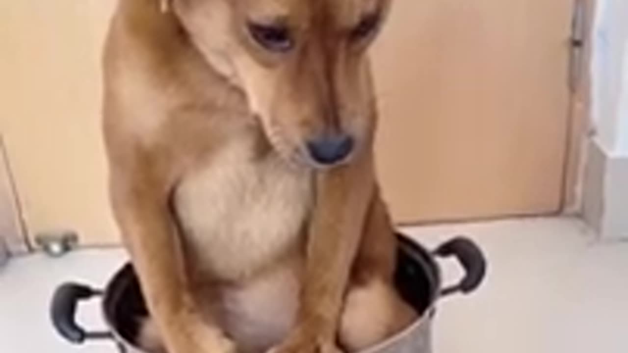 Sad puppy after chewing shoes || My adorable furry love 🥰 Sweet puppy vibes 😘 Oh my, so precious 😍