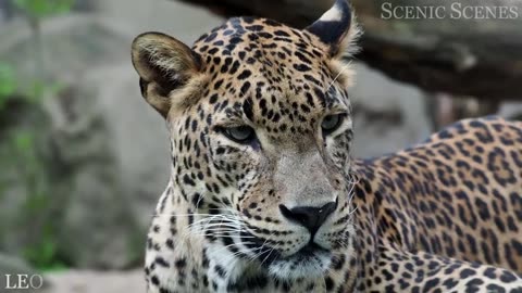 INCREDIBLE WILD ANIMALS IN ACTION