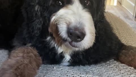 Dog Curls Lip While On Bed