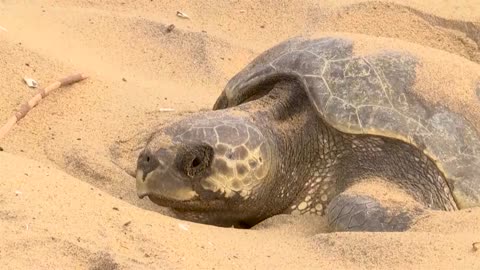 Annual mass nesting sees record 700,000 turtles on Indian beach