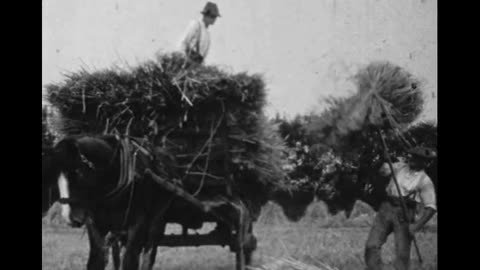 Heanton Farming