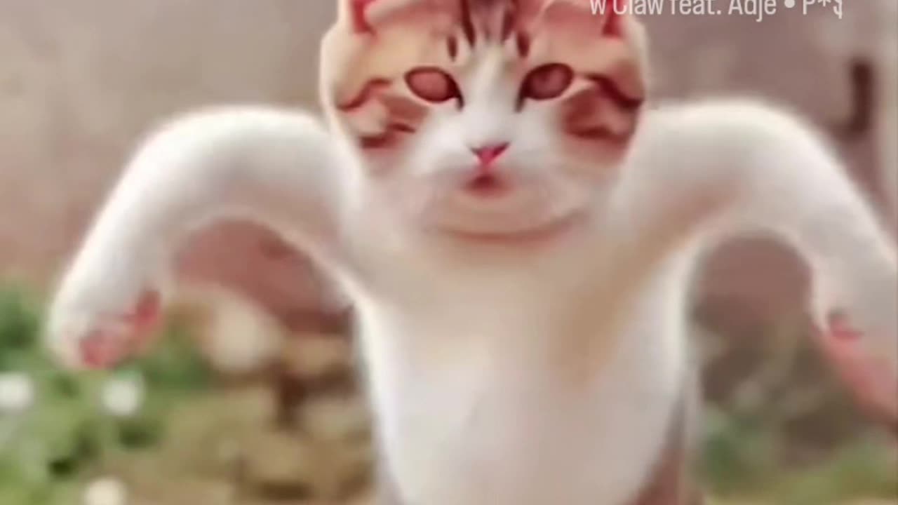 Animal