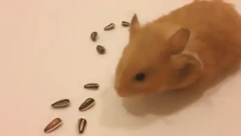 Lovely mouse