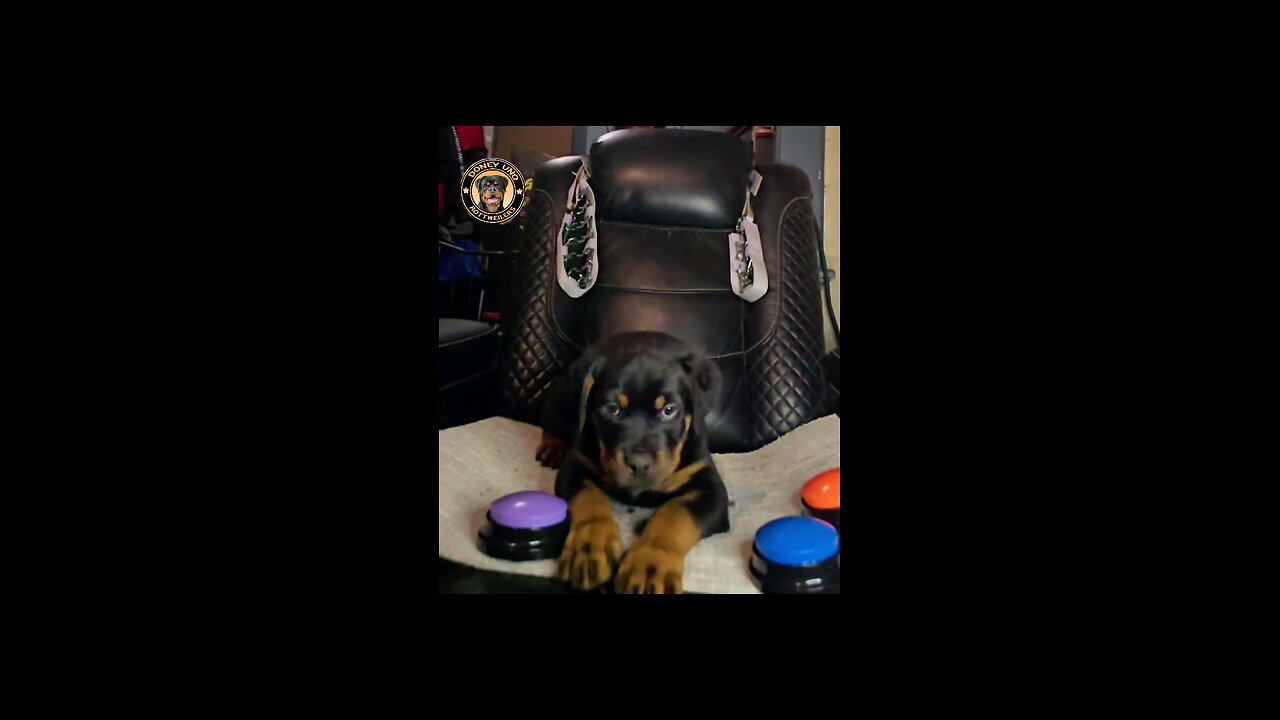 Done Uno Rotties