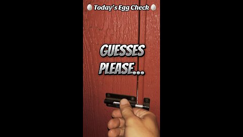 🥚 Today’s Egg Check! 🥚