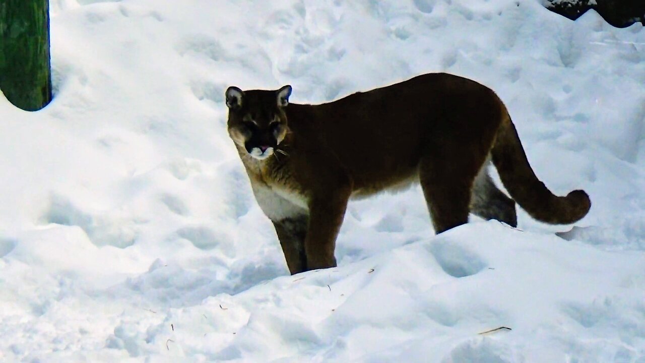 Mountain Lion