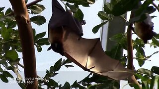 The Indian Fruit Bat - AKA Flying Fox