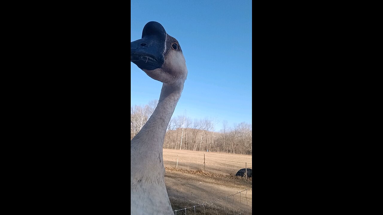 Geese Can Be Very Sweet