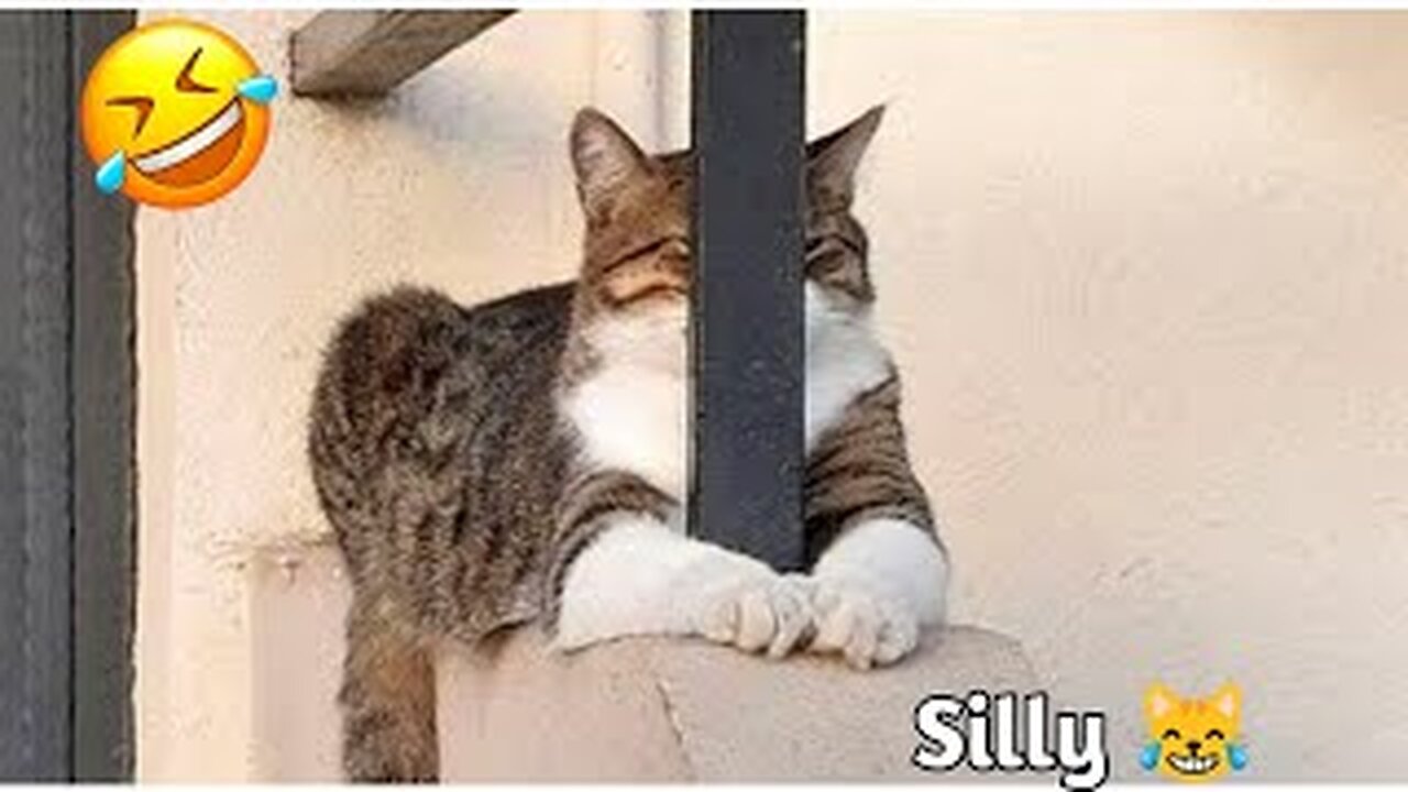 BEST FUNNIEST CATS AND DOGS VIDEOS 2024 😂 | FUNNY ANIMAL VIDEO